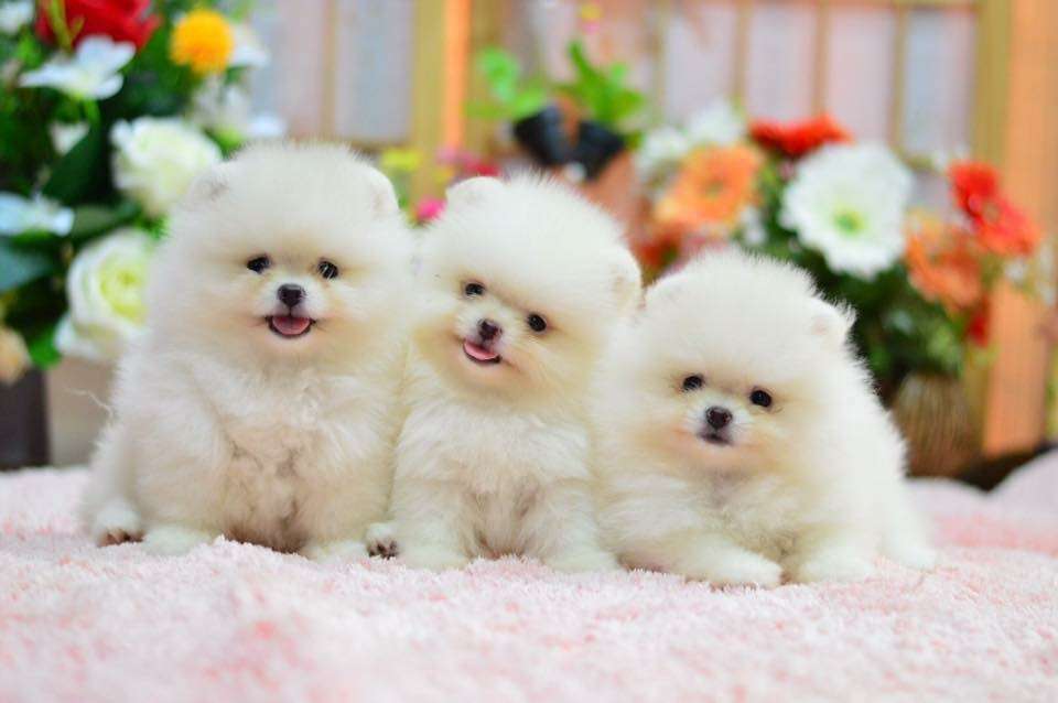 Pomeranian Puppies | 12434628030002470, Delray Beach, FL 33483 | Phone: (650) 303-1599