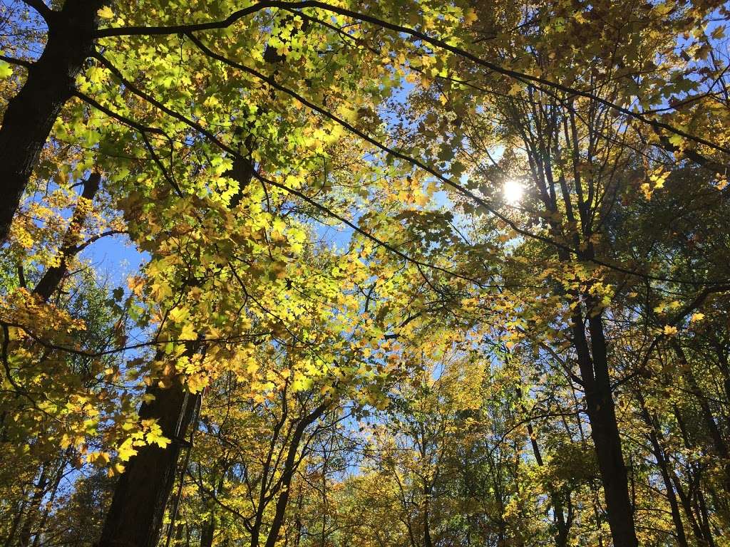 Rambling Pines Day Camp | 174 Lambertville Hopewell Rd, Hopewell, NJ 08525, USA | Phone: (609) 466-1212