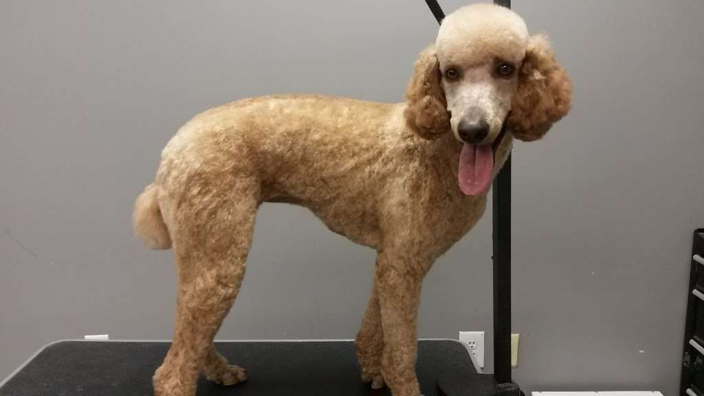 Petscentrix Grooming & Supplies Inc | 69 Lake Rd, Congers, NY 10920 | Phone: (845) 268-4817