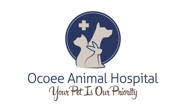 Ocoee Animal Hospital | 733 S Bluford Ave, Ocoee, FL 34761 | Phone: (407) 656-6050