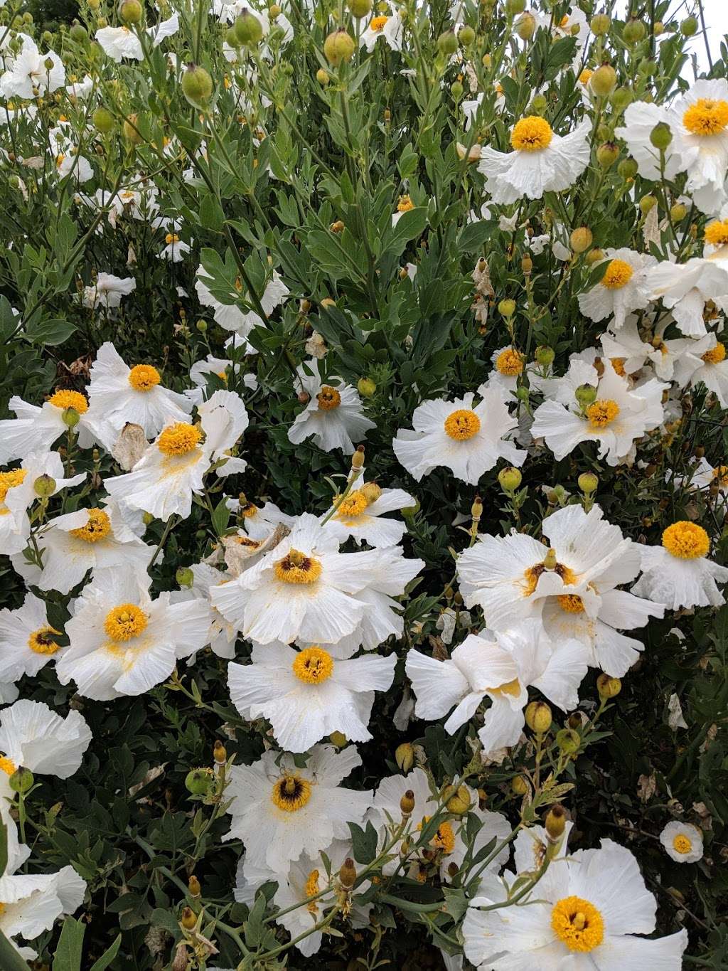 Life Lab | 1156 High St, Santa Cruz, CA 95064, USA | Phone: (831) 459-2001