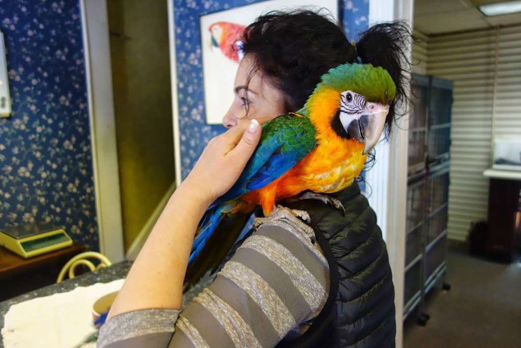 Parrots, Parrots, Parrots, just Parrots | 7219 Lee Hwy, Falls Church, VA 22046 | Phone: (703) 536-2473