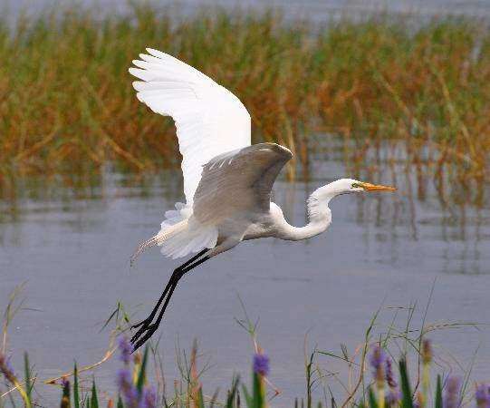 Alligator Cove Airboat Nature Tours | 14900 Camp Mack Rd, Lake Wales, FL 33898, USA | Phone: (863) 696-0406