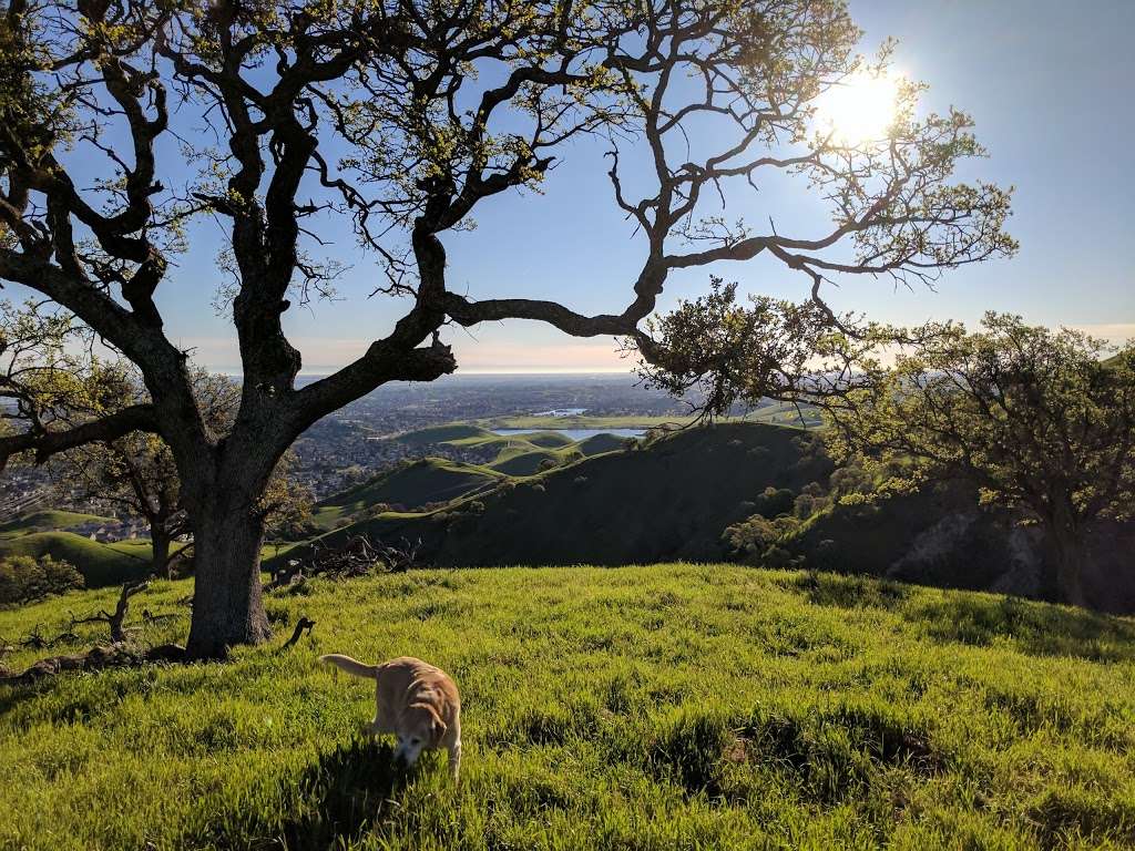 Black Diamond Mines Regional Preserve | 5175 Somersville Rd, Antioch, CA 94509, USA | Phone: (510) 544-2750