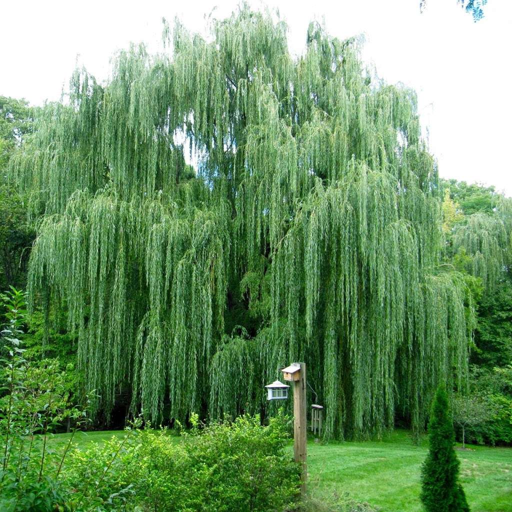 Willow Tree Yoga | 17 Whispering Ct, Bardonia, NY 10954 | Phone: (914) 588-4066