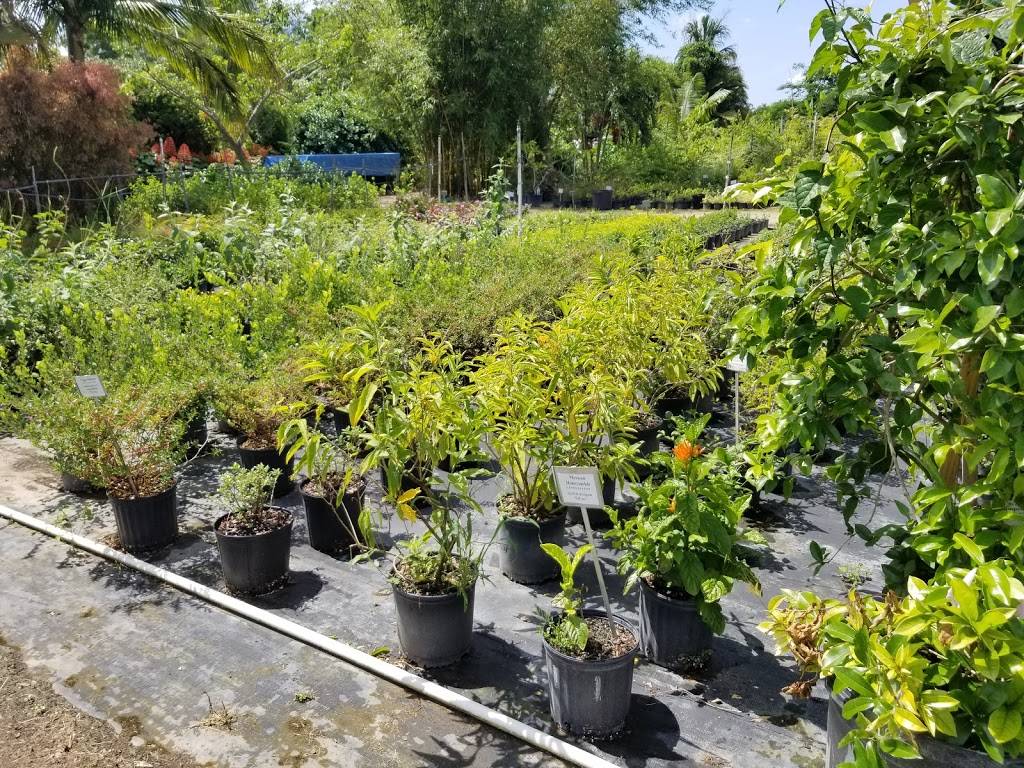 Richard Lyons Nursery | 20200 SW 134th Ave, Miami, FL 33177, USA | Phone: (305) 251-6293