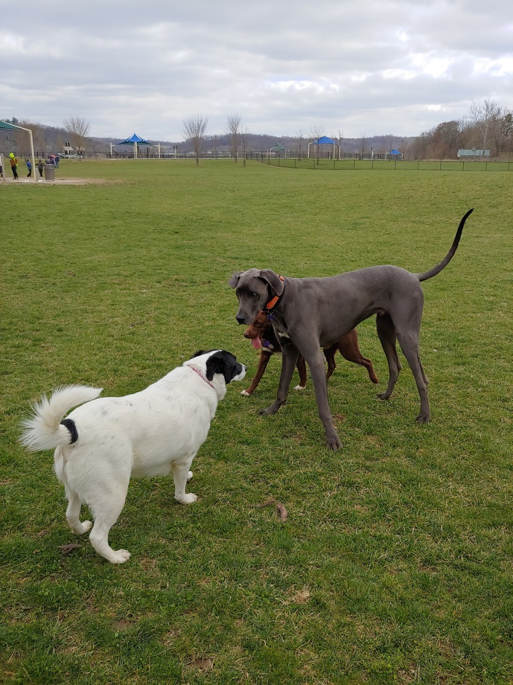 Simmonds Family Dog Park | 8715 Hamilton Cleves Pike Rd, Cleves, OH 45002, USA | Phone: (513) 521-7275