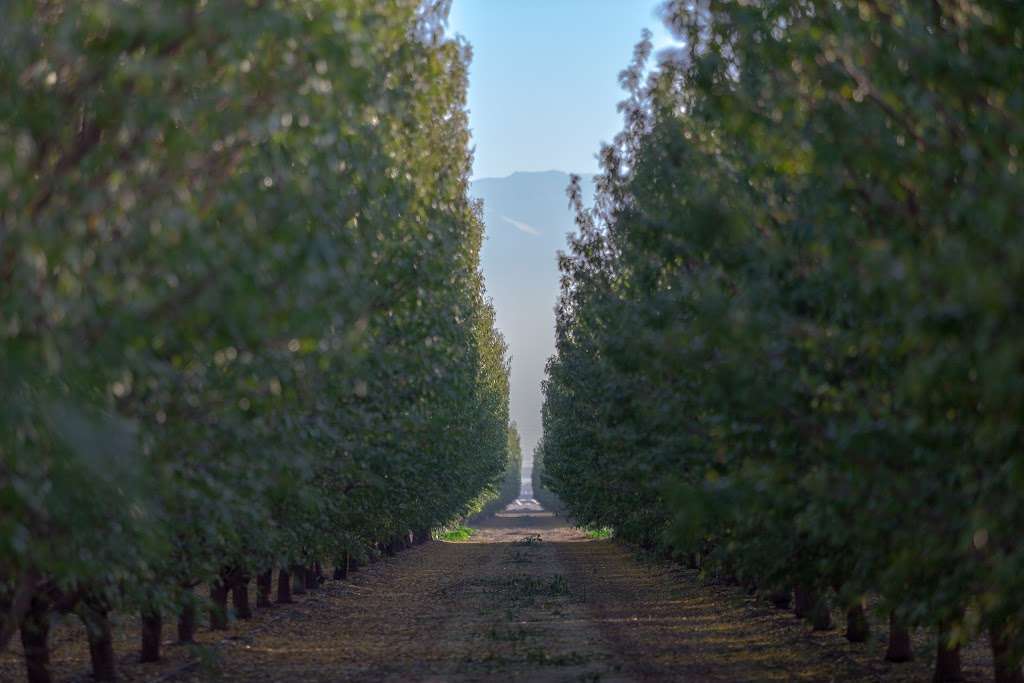 Almond Field | 900-998 S Wheeler Ridge Rd, Bakersfield, CA 93307, USA