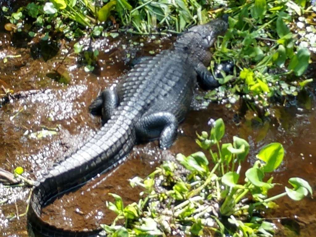 Van Fleet Trail - Bay Lake Trailhead | Van Fleet Trail, Groveland, FL 34736, USA