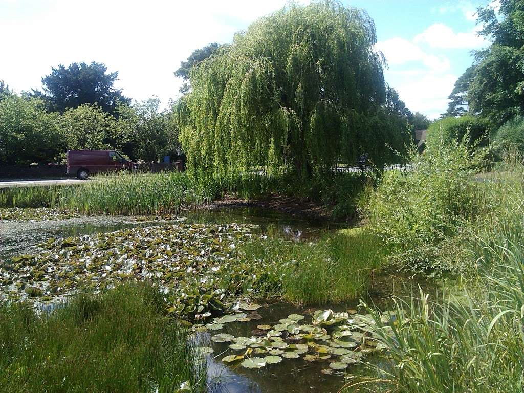 Buckland Pond | Buckland Green, Buckland, Betchworth RH3 7BB, UK
