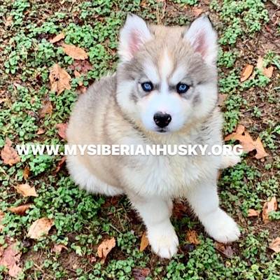 My Siberian Husky kennels | 13421 Crescent Springs Dr, Charlotte, NC 28273 | Phone: (704) 858-7689