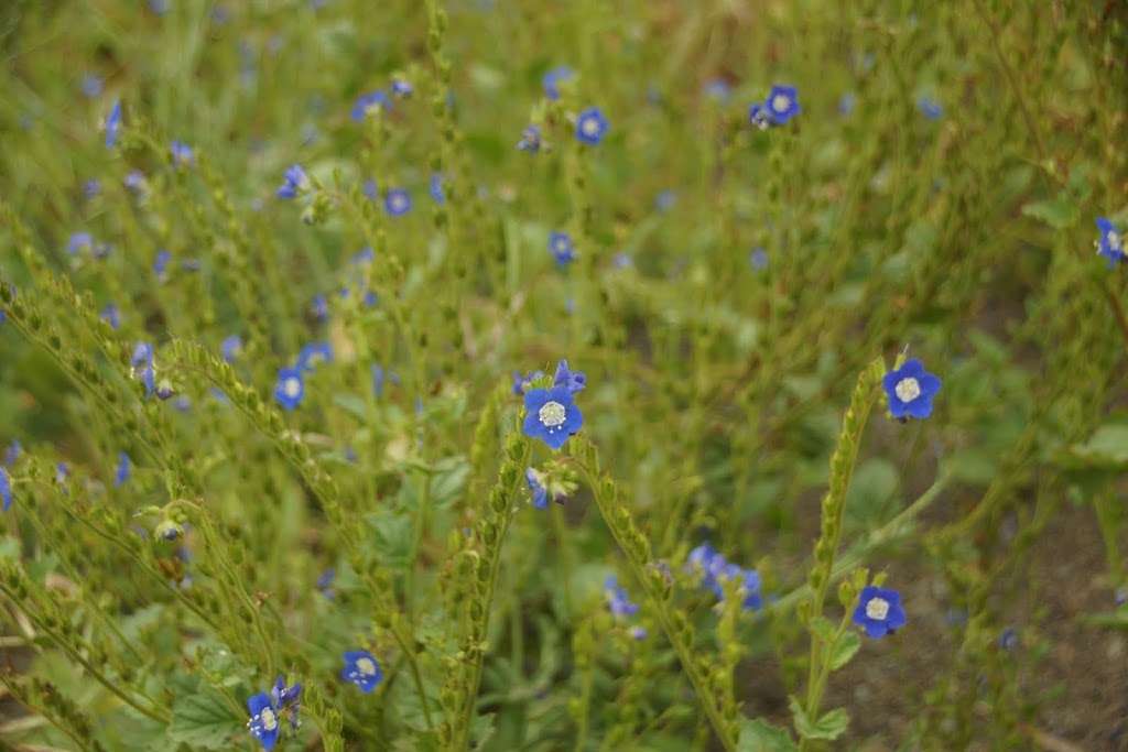 Dough Flat Trailhead | Squaw Flat Rd, Maricopa, CA 93252