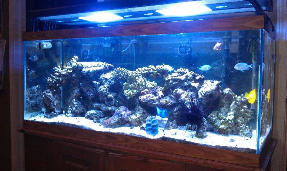 Artistic Aquatics | 1035 Forest View Dr N, Ellettsville, IN 47429, USA | Phone: (812) 929-2729