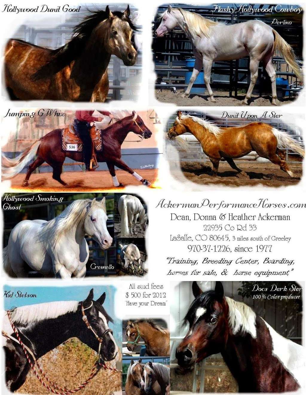 Ackerman Performance Horses | 22935 Co Rd 33, La Salle, CO 80645, USA | Phone: (970) 284-5599