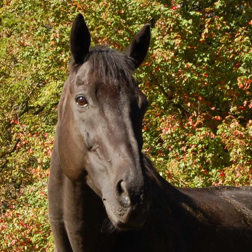 Hope Springs Equestrian Therapy | 1800 Art School Rd, Chester Springs, PA 19425 | Phone: (610) 827-0931