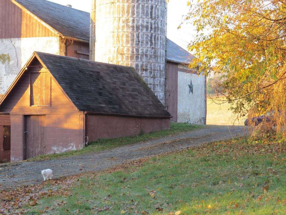 Hope Springs Farm at Marsh Creek State Park | 800 N Reeds Rd, Downingtown, PA 19335, USA | Phone: (610) 321-1960