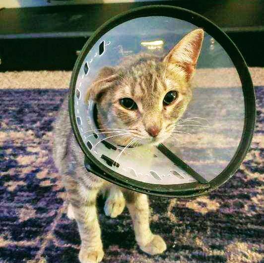 Texas Coalition for Animal Protection | 2400 Westport Pkwy #100, Fort Worth, TX 76177, USA | Phone: (817) 837-4500