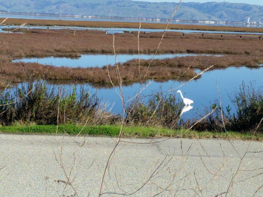 Lucy Evans Baylands Nature Interpretive Center (The City of Palo | 2775 Embarcadero Rd, Palo Alto, CA 94303, USA | Phone: (650) 329-2506