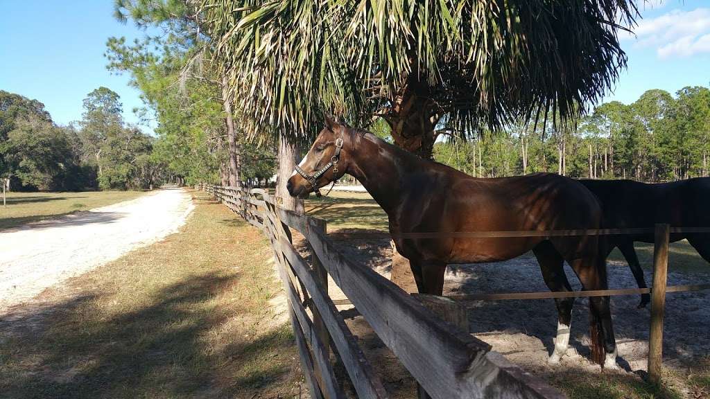 Proven Equine | 54410 Buckhorn Rd, Astor, FL 32102, USA | Phone: (352) 630-3373