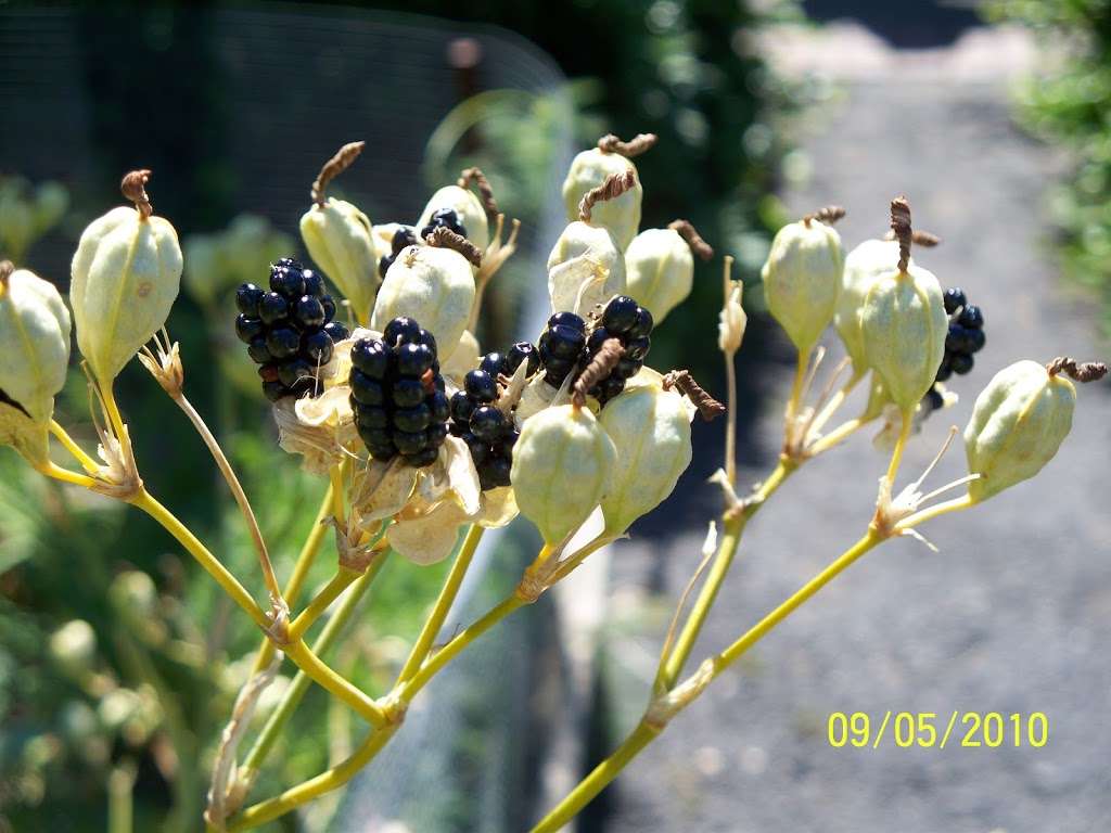 Schuylkill River Park Community Garden | 302 S 25th St, Philadelphia, PA 19103, USA | Phone: (215) 546-6719