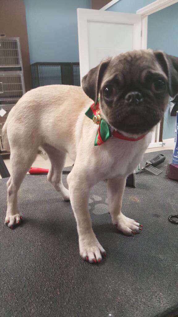 Purrrfect paws grooming & puppies | 18600 NW 87th Ave Suit 118, Miami Gardens, FL 33015, USA | Phone: (305) 690-7137