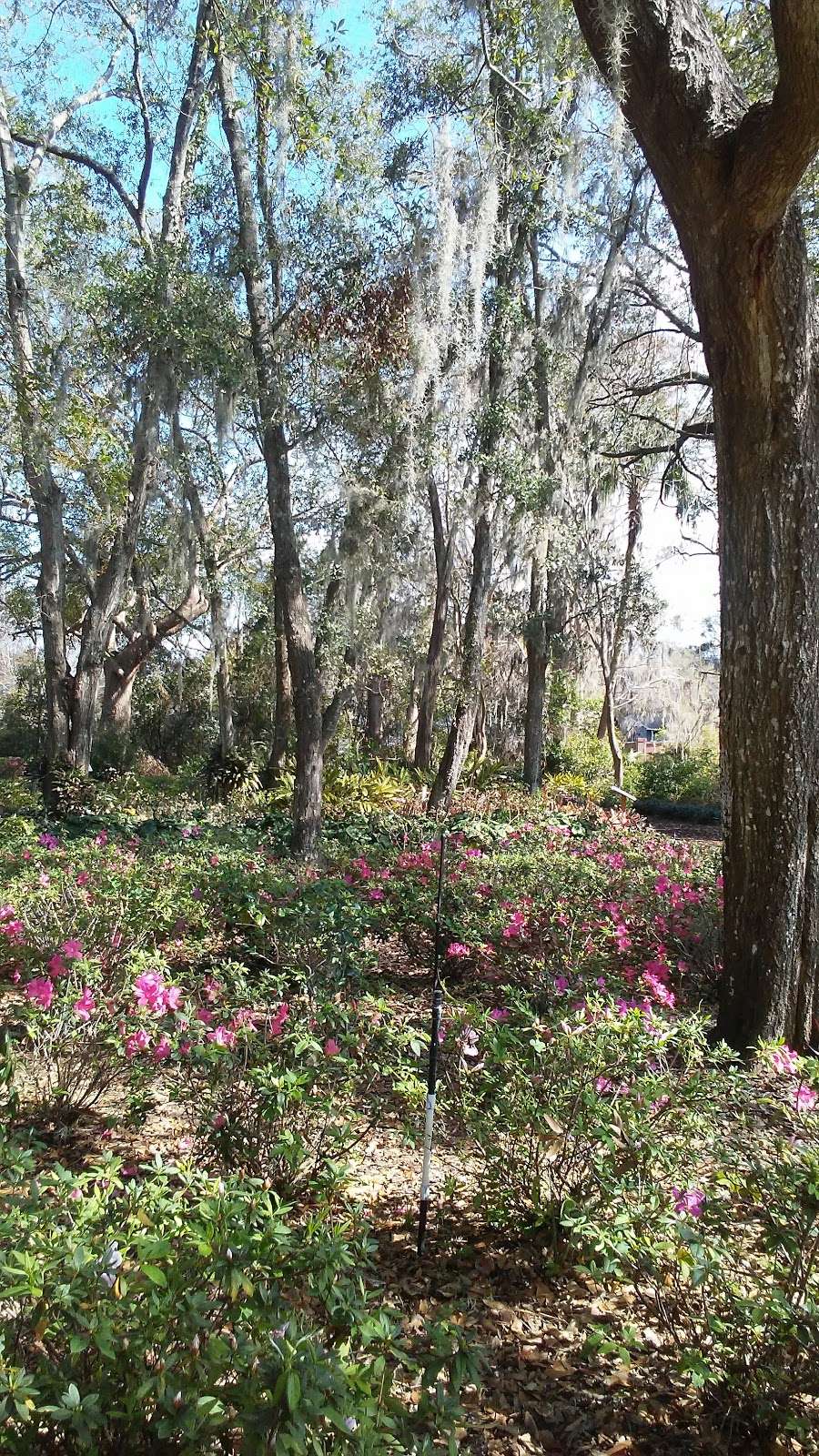 Jim Houser Azalea Garden | 700 Old Horatio Ave, Maitland, FL 32751, USA