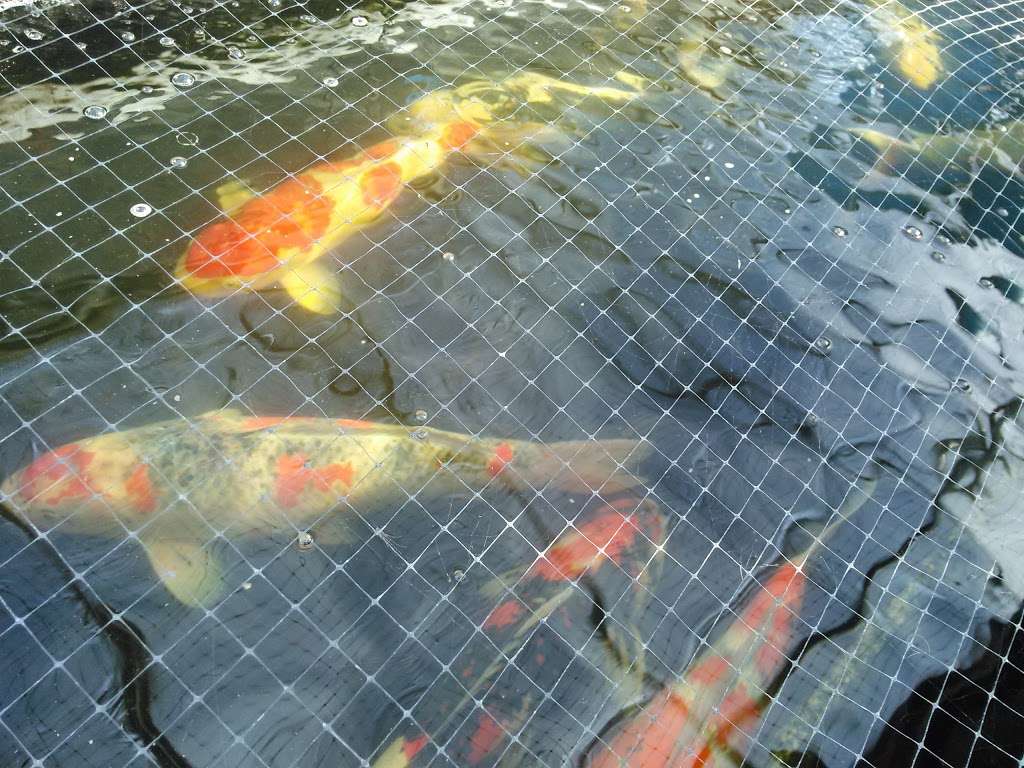 Andrews Koi International - Imported Japanese Koi | 1650 S Brookhurst St, Anaheim, CA 92804 | Phone: (714) 778-8888