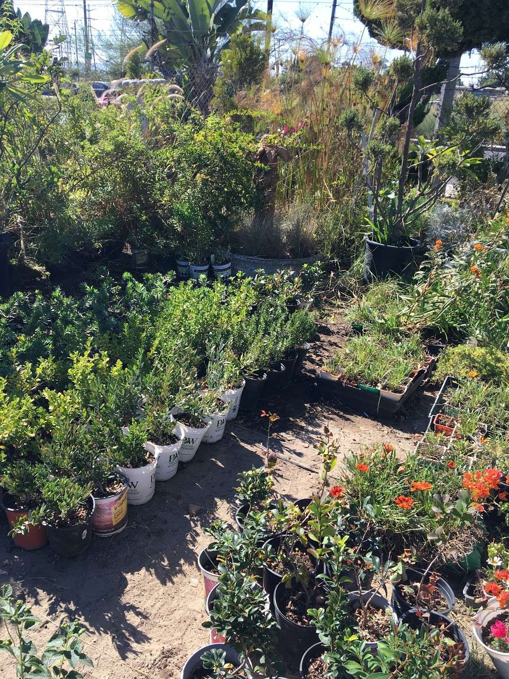 Bonita Nursery & Florists | 3510 Santa Fe Ave, Long Beach, CA 90810 | Phone: (562) 426-6777