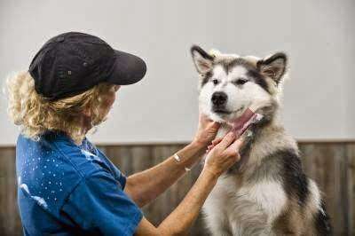 A Classic Clip Plus Pet Grooming and Boutique | 50 W 3rd Ave # 105, Collegeville, PA 19426, USA | Phone: (610) 489-3700