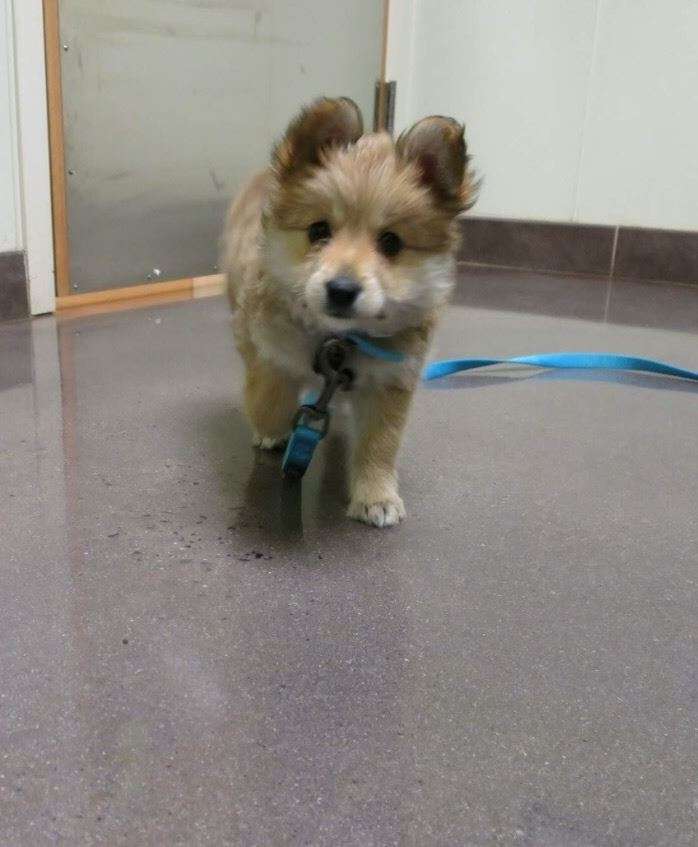 Saint Francis Veterinary Center - Turnersville | 4250 NJ-42, Turnersville, NJ 08012, USA | Phone: (856) 728-1400