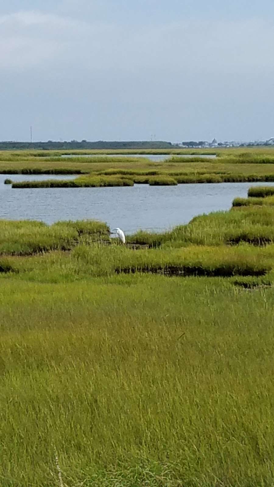 Birding By Boat on the Osprey | 1212 Wilson Dr, Cape May, NJ 08204 | Phone: (609) 898-3500