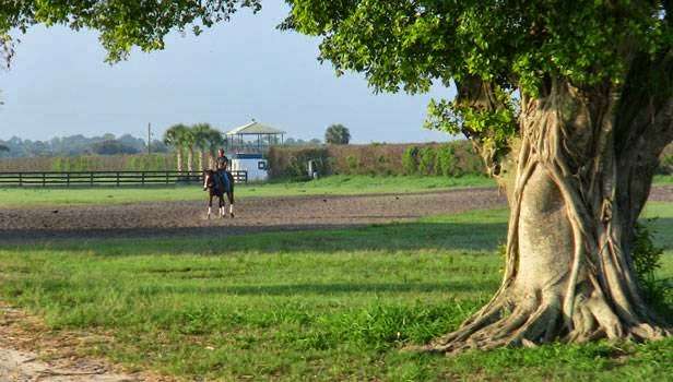 Payson Park Thoroughbred | 9700 SW Kanner Hwy, Indiantown, FL 34956, USA | Phone: (772) 597-3555