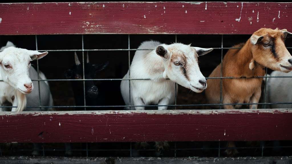 Country Log House Farm Bed & Breakfast | 1175 Flory Rd, Mount Joy, PA 17552, USA | Phone: (717) 917-6782