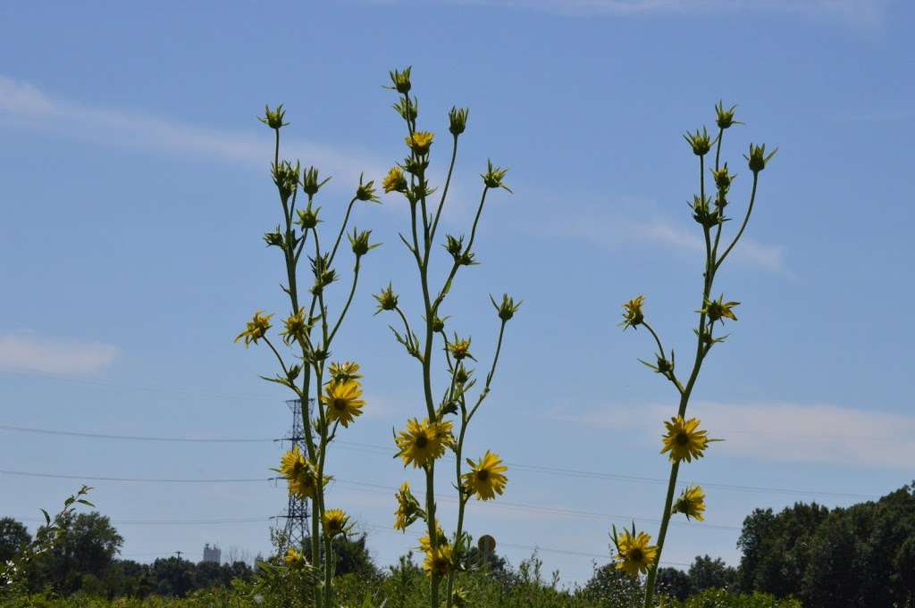 Mnoke Prairie | Porter, IN 46304, USA