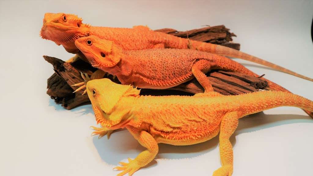 Croydon Reptiles | 228 Mitcham Rd, Croydon CR0 3JJ, UK | Phone: 020 8684 3387