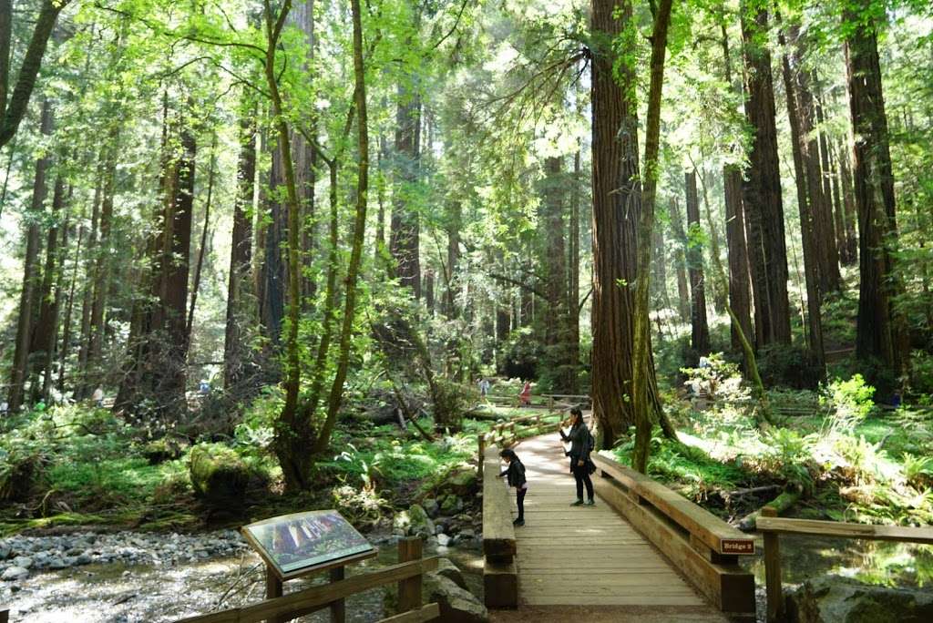 Muir Woods Visitor Center | 1 Muir Woods Rd, Mill Valley, CA 94941, USA | Phone: (415) 388-7368