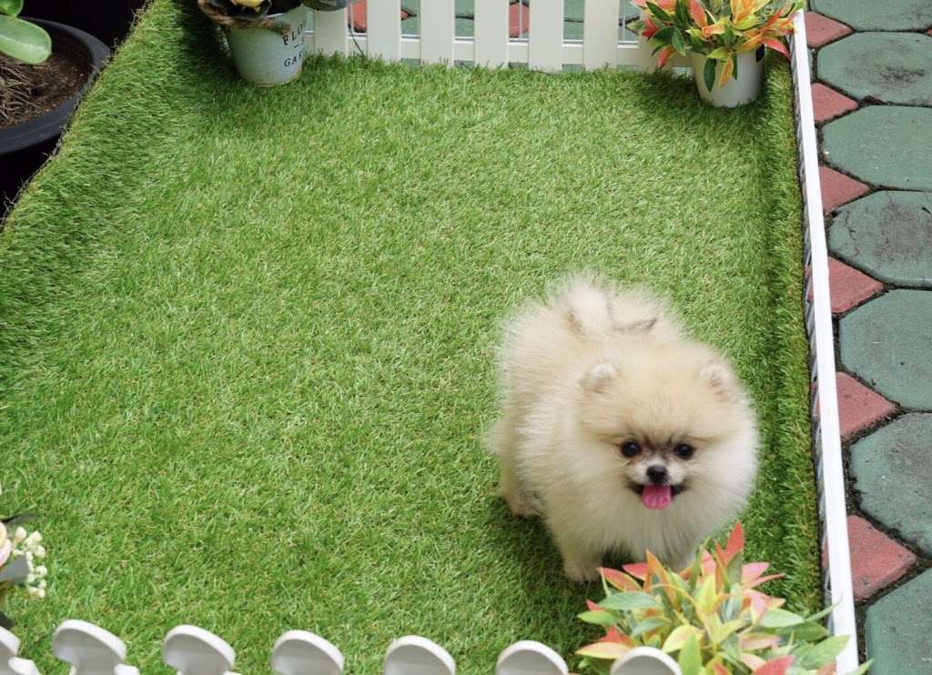 Pomeranian Puppies | 12434628030002470, Delray Beach, FL 33483 | Phone: (650) 303-1599