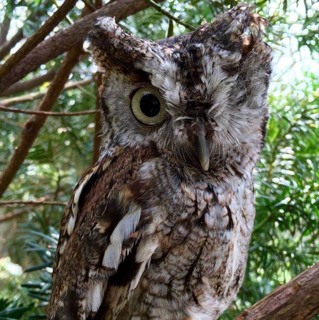 Fox Valley Wildlife Center | 45W061, IL-38, Elburn, IL 60119, USA | Phone: (630) 365-3800