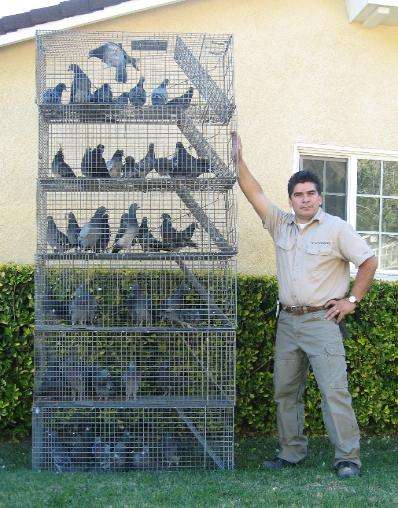 The Critter Trapper wildlife control. | 10405 S Grevillea Ave, Inglewood, CA 90304 | Phone: (818) 624-2051