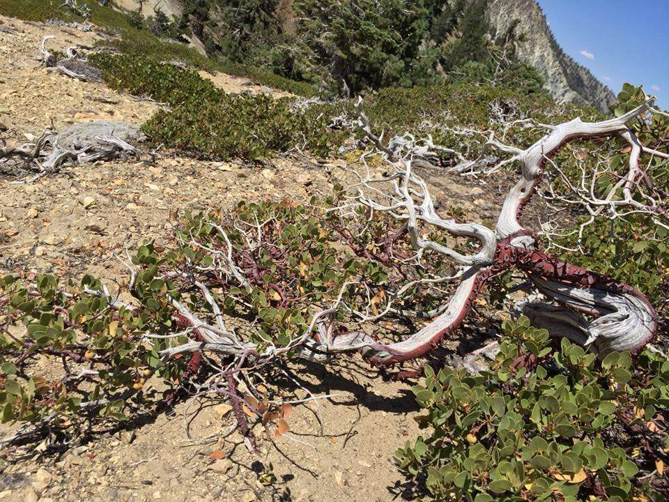 Japanese Saddle | Ice House Canyon Trail, Mt Baldy, CA 91759