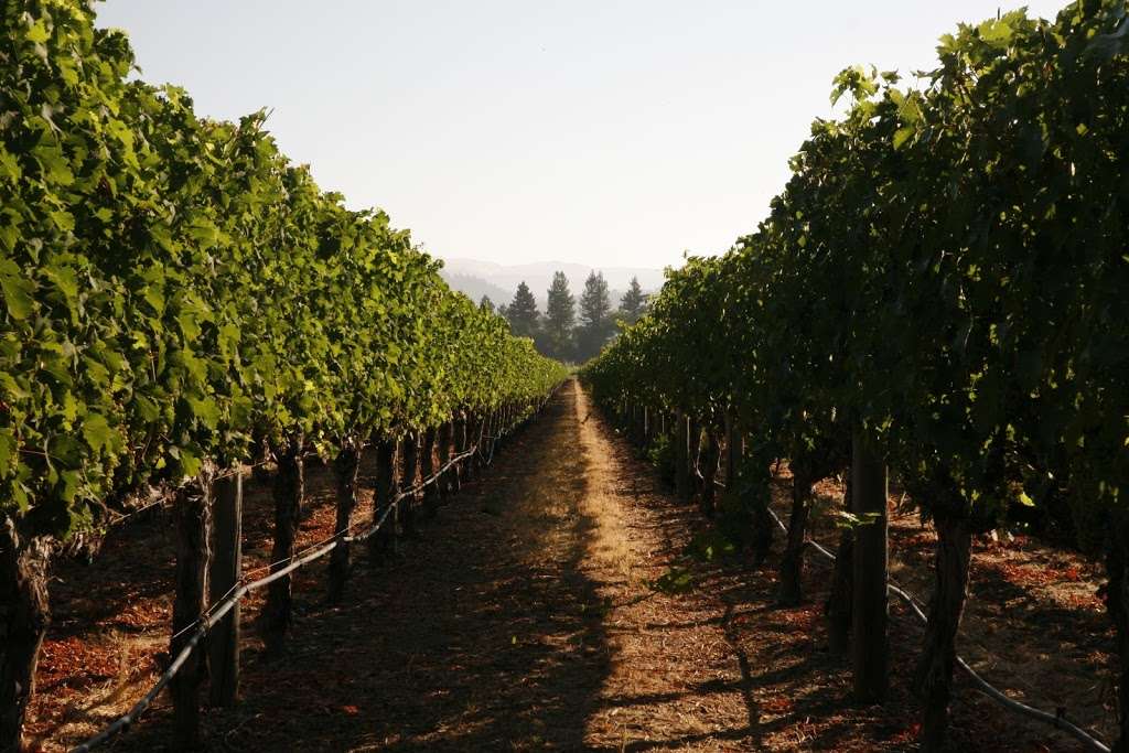 Rutherford Wine Vault | 1901 St Helena Hwy, St Helena, CA 94574, USA | Phone: (702) 308-6812