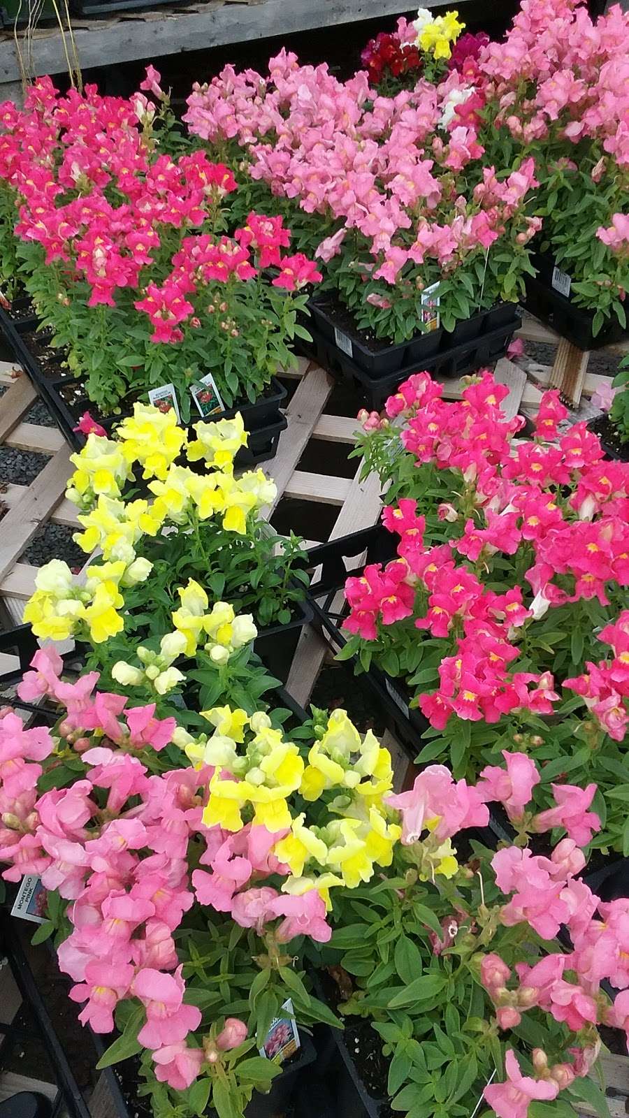 Paul Kelloggs Garden Center | PA-590 & Sawmill Rd, Lake Ariel, PA 18436 | Phone: (570) 689-7912