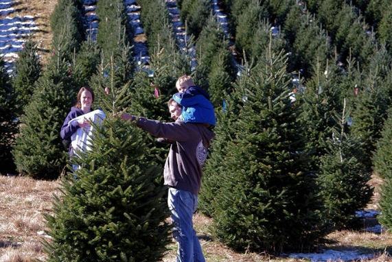 Santas Best Christmas Trees - Cherry Creek | 200 S University Blvd, Denver, CO 80209, USA | Phone: (303) 900-1314