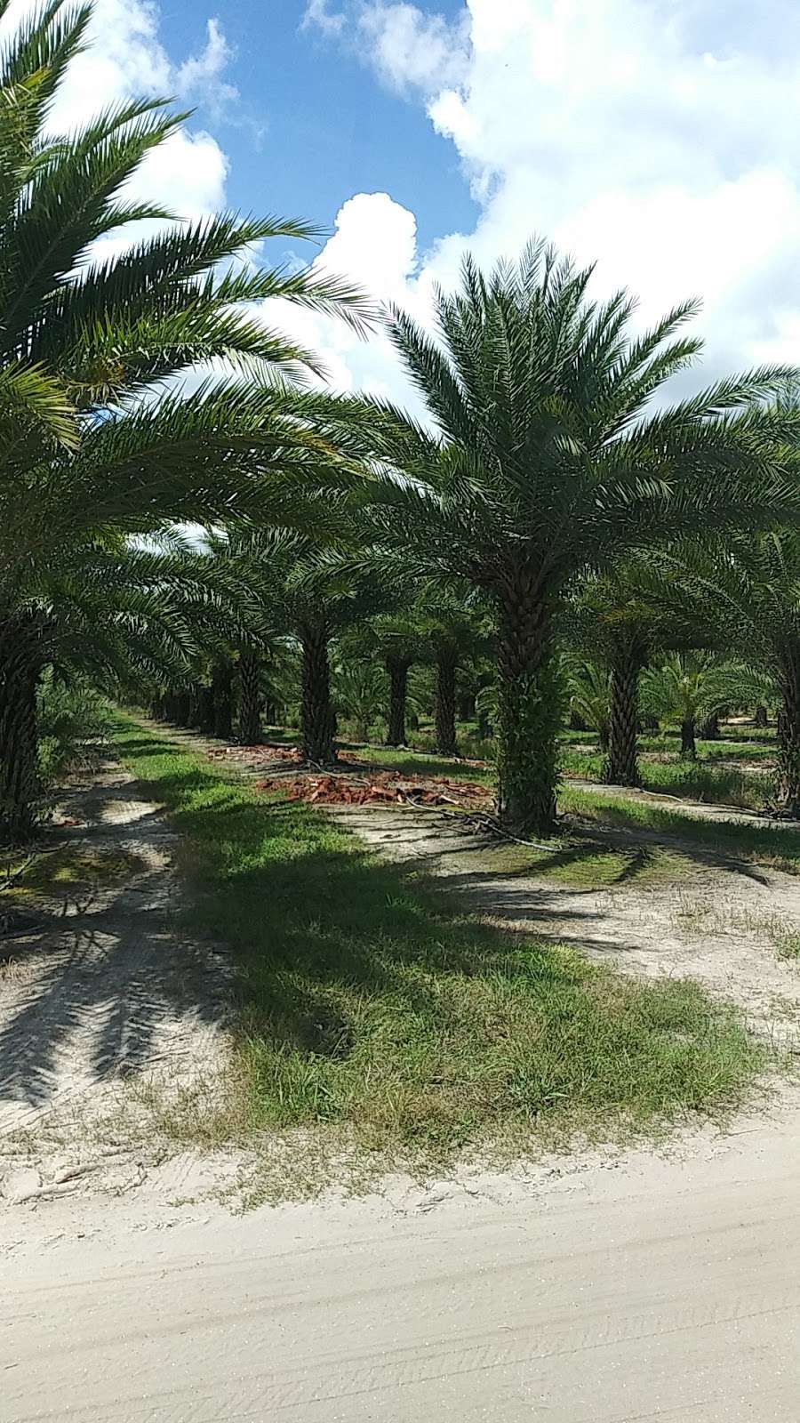 Becker Tree Farm & Nursery | 2400 SE Bridge Rd, Hobe Sound, FL 33455, USA | Phone: (772) 546-3541