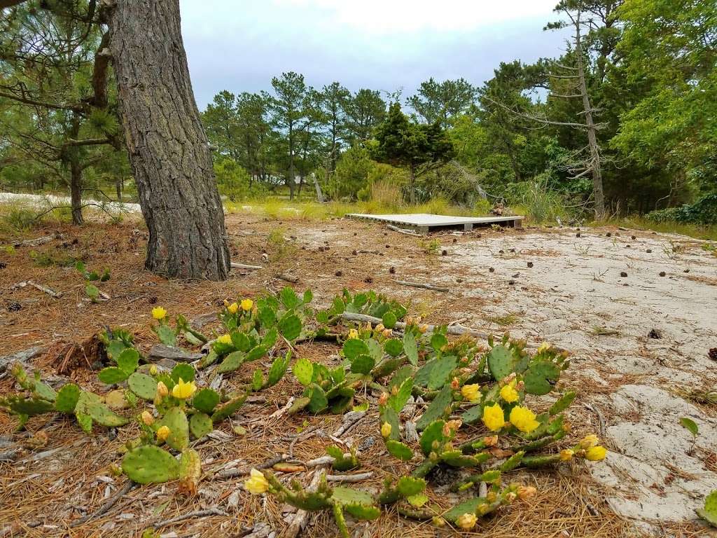 Cape Henlopen Disc Golf Course | Lewes, DE 19958, USA