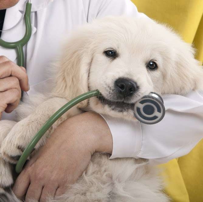 Smyrna Veterinary Hospital | 1147 N Dixie Fwy, New Smyrna Beach, FL 32168, USA | Phone: (386) 427-3431