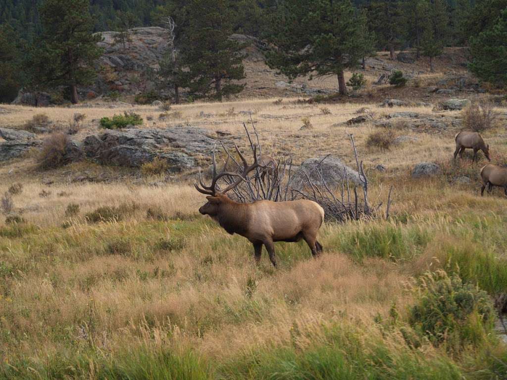 Moraine Park | Fern Lake Rd, Estes Park, CO 80517 | Phone: (970) 586-1206