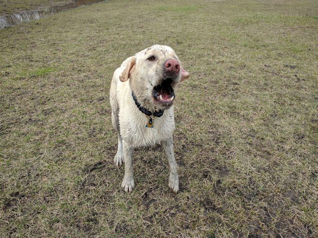 Beck Lake Off-Leash Dog Area | 9700 Gloria Ct, Glenview, IL 60025, USA | Phone: (800) 870-3666