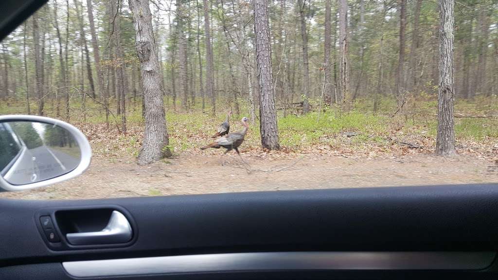 Goshen Pond Camping Area | Wharton State Forest, Shamong, NJ 08088, USA | Phone: (609) 268-0444