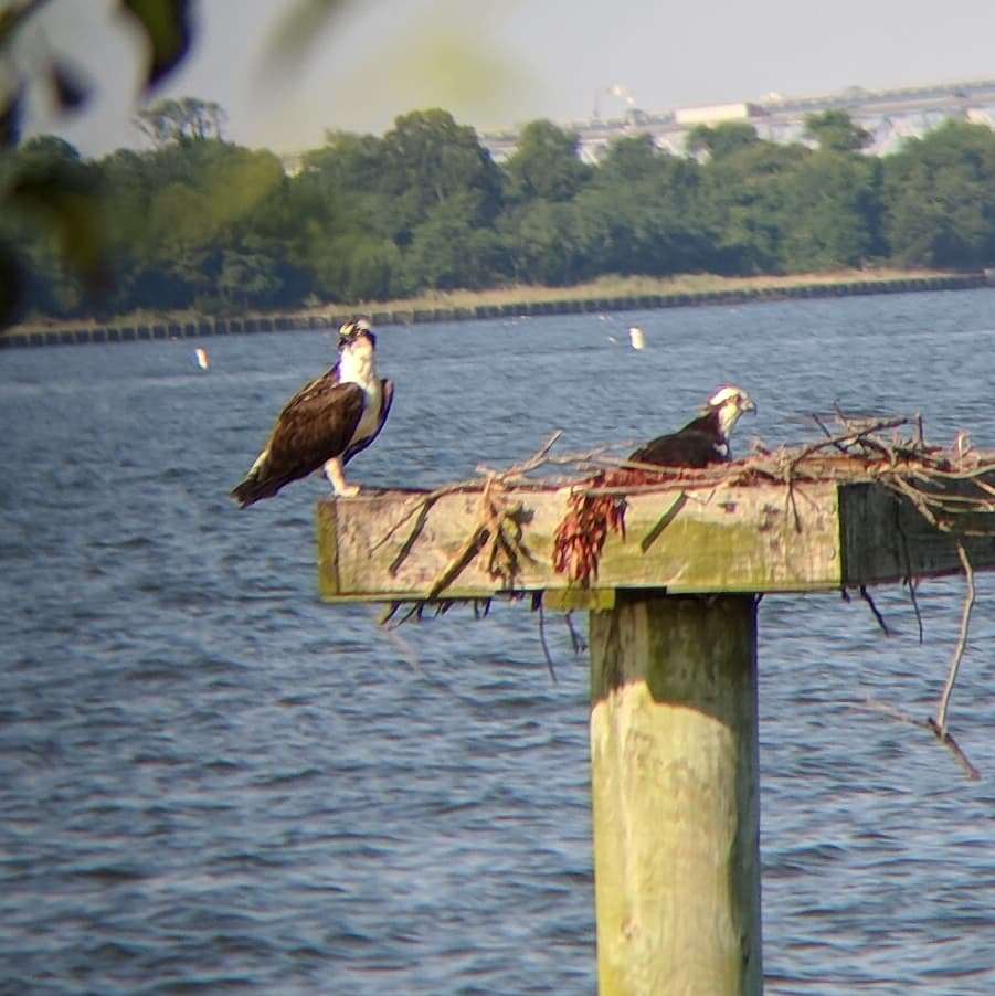 Greenbury Point Conservation Area | Annapolis, MD 21402